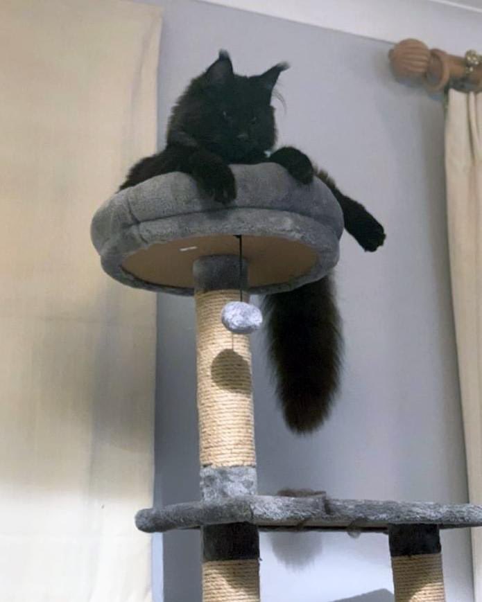 ProfNoelFitz's tweet image. Being supervised by the mighty Ricochet from his watchtower to ensure I finish my work... does anyone else have this experience?