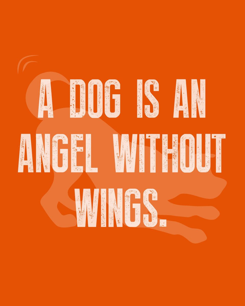 playpetbrands's tweet photo. A dog is an angel without wings 👼 #WeeklyPLAYQuote https://t.co/aKobFdaaH1