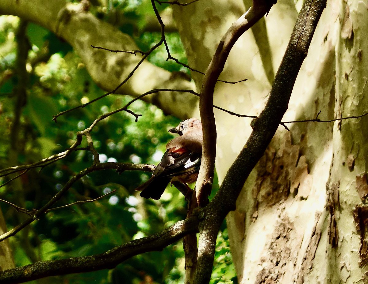 Then one of the resident jays deigned to show me its face, all the while keeping a beady side-eye on me.