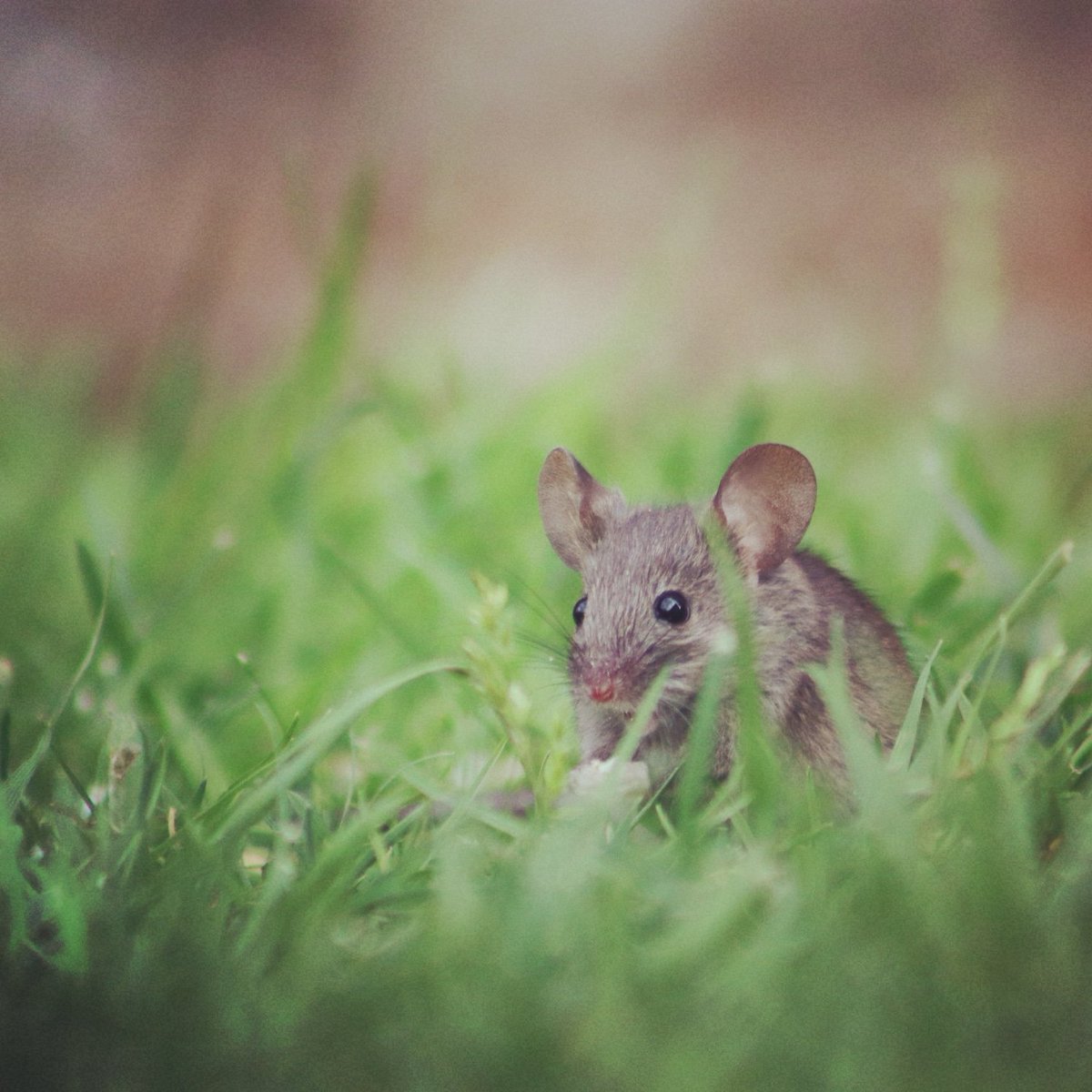 willow_jackie's tweet photo. Love springtime! 🐀 #springwatchinmygarden #wildlifefrommywindow #fievelmousekewitz https://t.co/iKdndi0Jnt