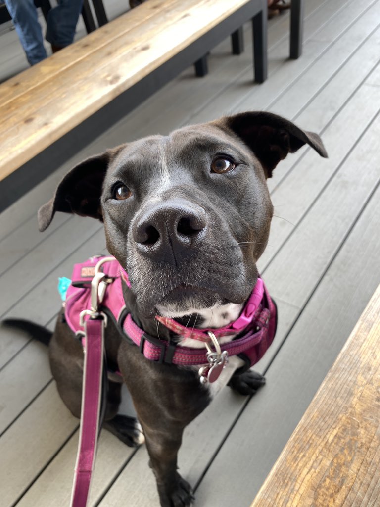 madi_p_crow's tweet photo. Apartments with breed restrictions are so infuriating! Does she look like she would hurt anyone? https://t.co/KLA58imNgF