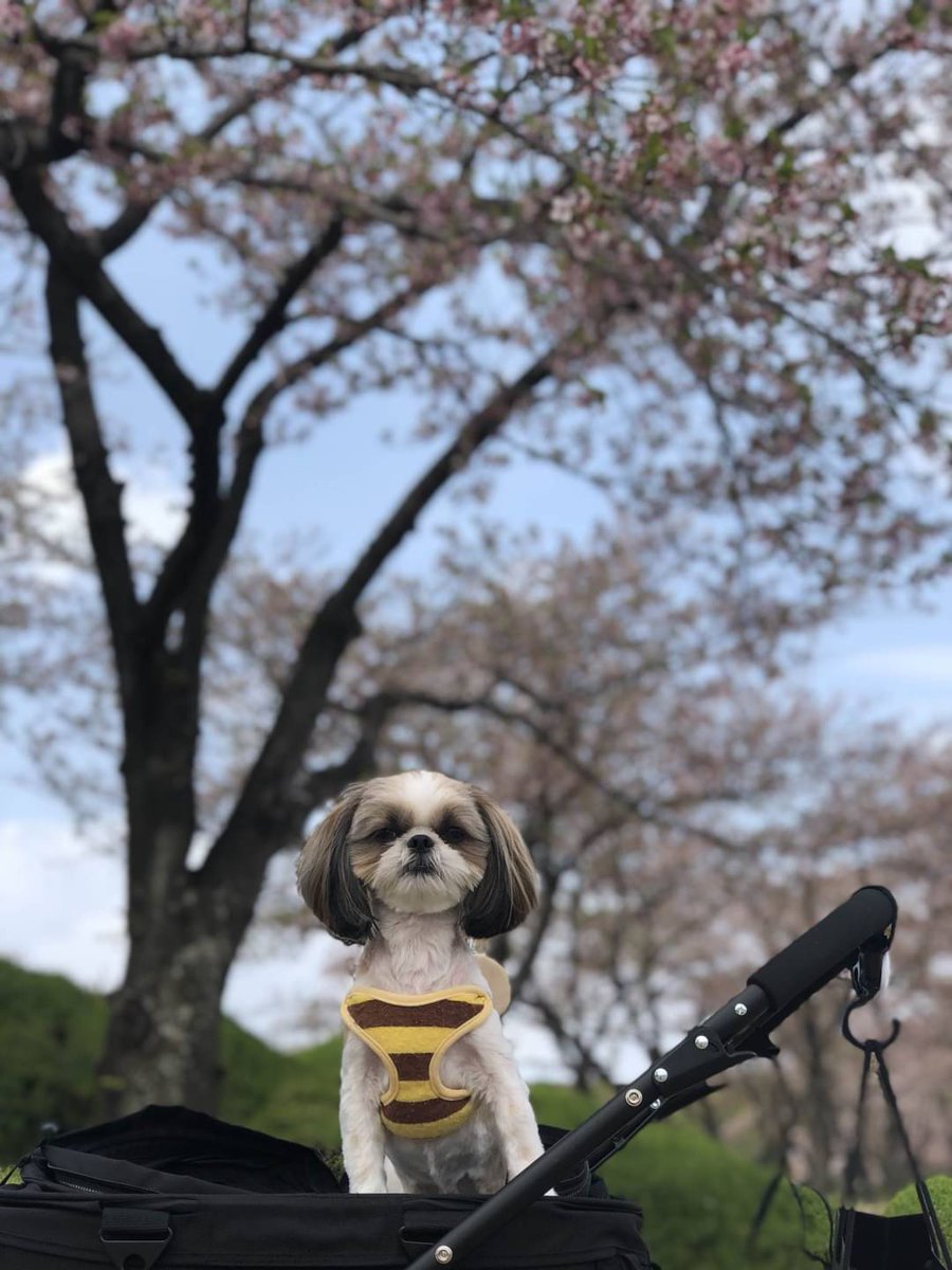 大分県秋田犬はるでーす‼️ tweet media