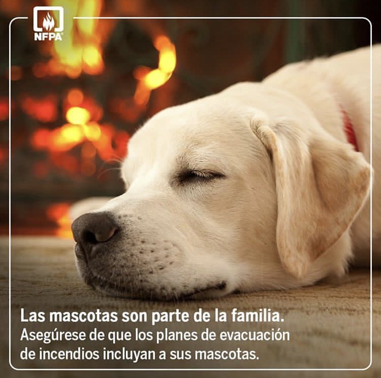 NFPACapituloVE's tweet photo. Las mascotas son parte de la familia. #NFPA visite https://t.co/yVpyBVkyWD para mayor información sobre planes de evacuación. 
Imagen tomada de instagram @NFPAJLA https://t.co/BvvFDywZE7