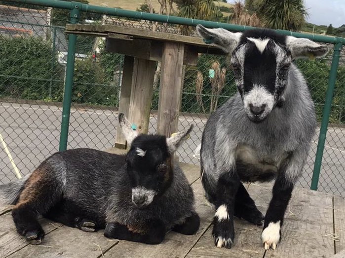 gulvalschool's tweet photo. Welcome to our school family Baloo and Mowgli, our gorgeous, beautiful new #pygmygoats !! 💛 Our herd in school has grown to 6 so that’s 6 x the #love, 6 x the #responsibility and 6 x the amount of #dopamime and #oxytocin for us all! @ThriveApproach @tpacademytrust #TeamGulval https://t.co/RfPwTjgT7b