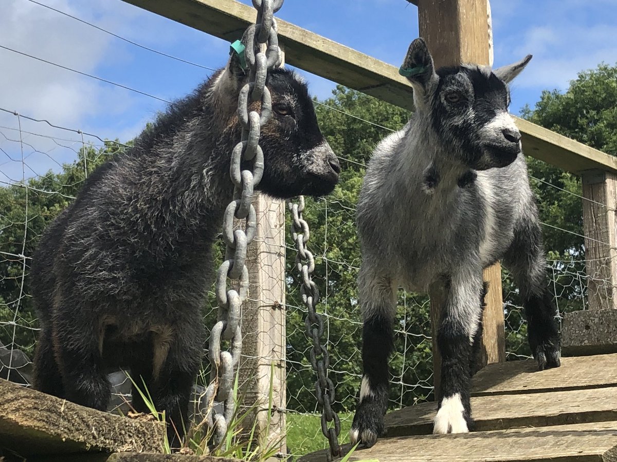 gulvalschool's tweet photo. Welcome to our school family Baloo and Mowgli, our gorgeous, beautiful new #pygmygoats !! 💛 Our herd in school has grown to 6 so that’s 6 x the #love, 6 x the #responsibility and 6 x the amount of #dopamime and #oxytocin for us all! @ThriveApproach @tpacademytrust #TeamGulval https://t.co/RfPwTjgT7b