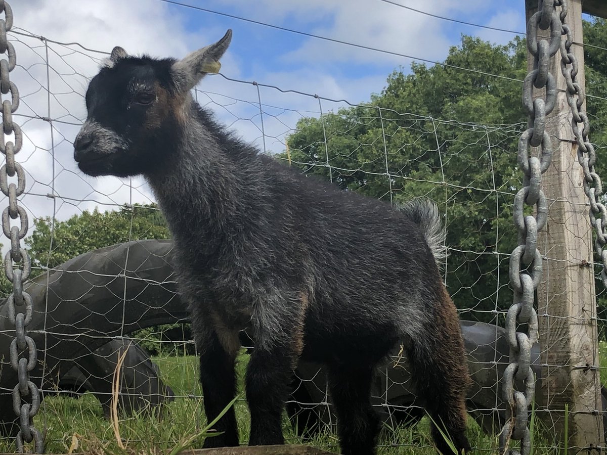 gulvalschool's tweet photo. Welcome to our school family Baloo and Mowgli, our gorgeous, beautiful new #pygmygoats !! 💛 Our herd in school has grown to 6 so that’s 6 x the #love, 6 x the #responsibility and 6 x the amount of #dopamime and #oxytocin for us all! @ThriveApproach @tpacademytrust #TeamGulval https://t.co/RfPwTjgT7b