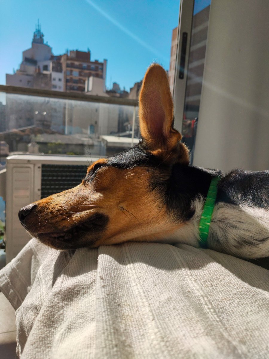 Shorrgon's tweet photo. la molesto hasta cuándo duerme y ella es hermosa 🤍 https://t.co/F1aXJQZAME