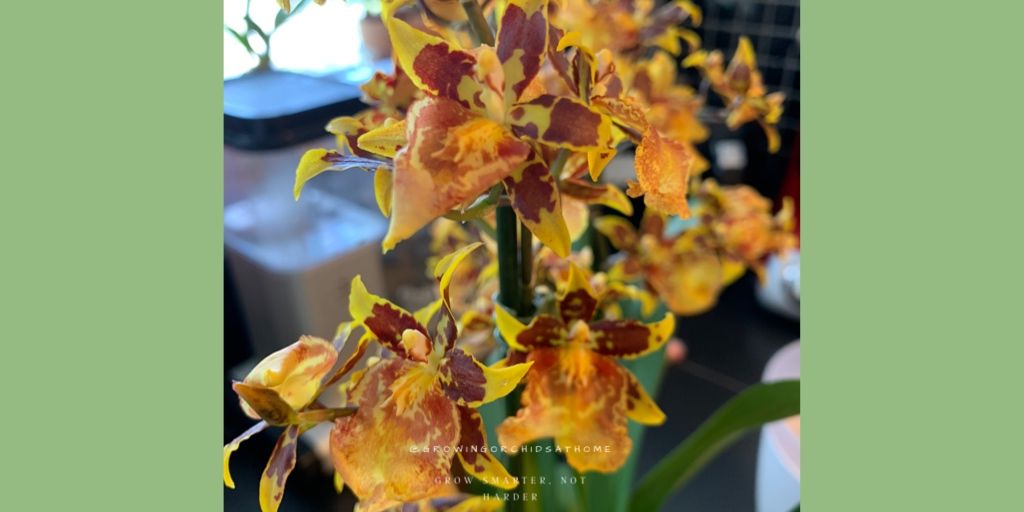 #noidorchid #oncidium intergeneric hybrid. ❤️

Head to IG for the orchid thought of the day, a micro #plantblog 

#leca #semihydro 
#passivehydro #orchid #houseplants 
#GOAH #orchidcommunitychatter #orchids #homegrownorchids #livingwithplants #orchidsoftwitter