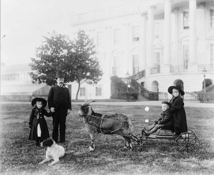 Rutherford B. Hayes had the first siamese cat in the US.Grover Cleveland had a Japanese poodle named Hector. And Benjamin Harrison had a goat called Black Peter. (Only pulling your leg, it was called Whiskers.)