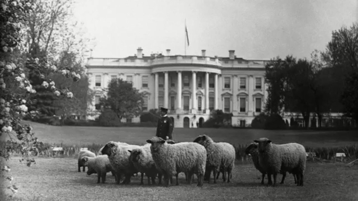 Teddy R. had a goddamn zoo, pretty much, including guinea pigs, actual pigs, ponies, "Bill the lizard", a macaw, a snake called Emily Spinach, another bear, a rat, cats, a hyena, a barn owl and a rooster with one leg. Woodrow Wilson kept 48 sheep on the White House lawn.