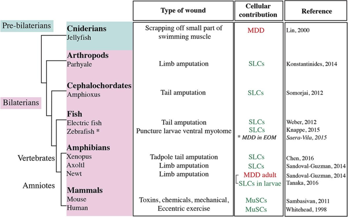 Dev_Bio_Journal's tweet photo. #DBteaser #DBfeatures #DevBio
Meryem @baghdadi_mb published a review with her PhD supervisor Shahragim Tajbakhsh in 2018!
"Regulation and Phylogeny of Skeletal Muscle Regeneration"
Read it here -> https://t.co/Lt2tNvDVNc https://t.co/m5YOo6ZipK