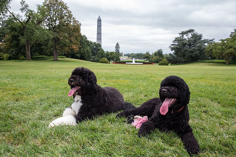 And y'know I can't resist finishing up with some GOOD DOGS. So here are the Obamas' Bo and Sunny.