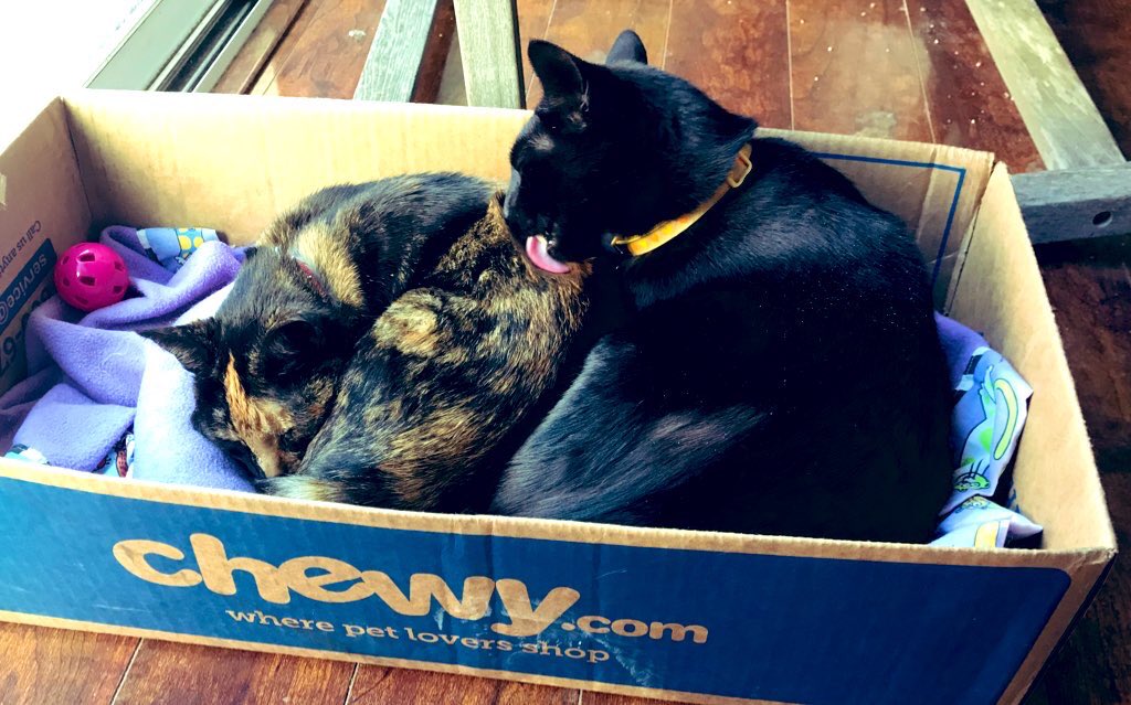 tortecatfrmhell's tweet photo. @whskr my hoomin misses me but i taught my replacement, Carmen very well...she is on her way to earning the title, TorteCatFromHell, jr 😹😹😹Carmen (left) has already has turned @KushPanfur into her servant....( proud chest) i taught Carmen well https://t.co/n4OvMcIMrA