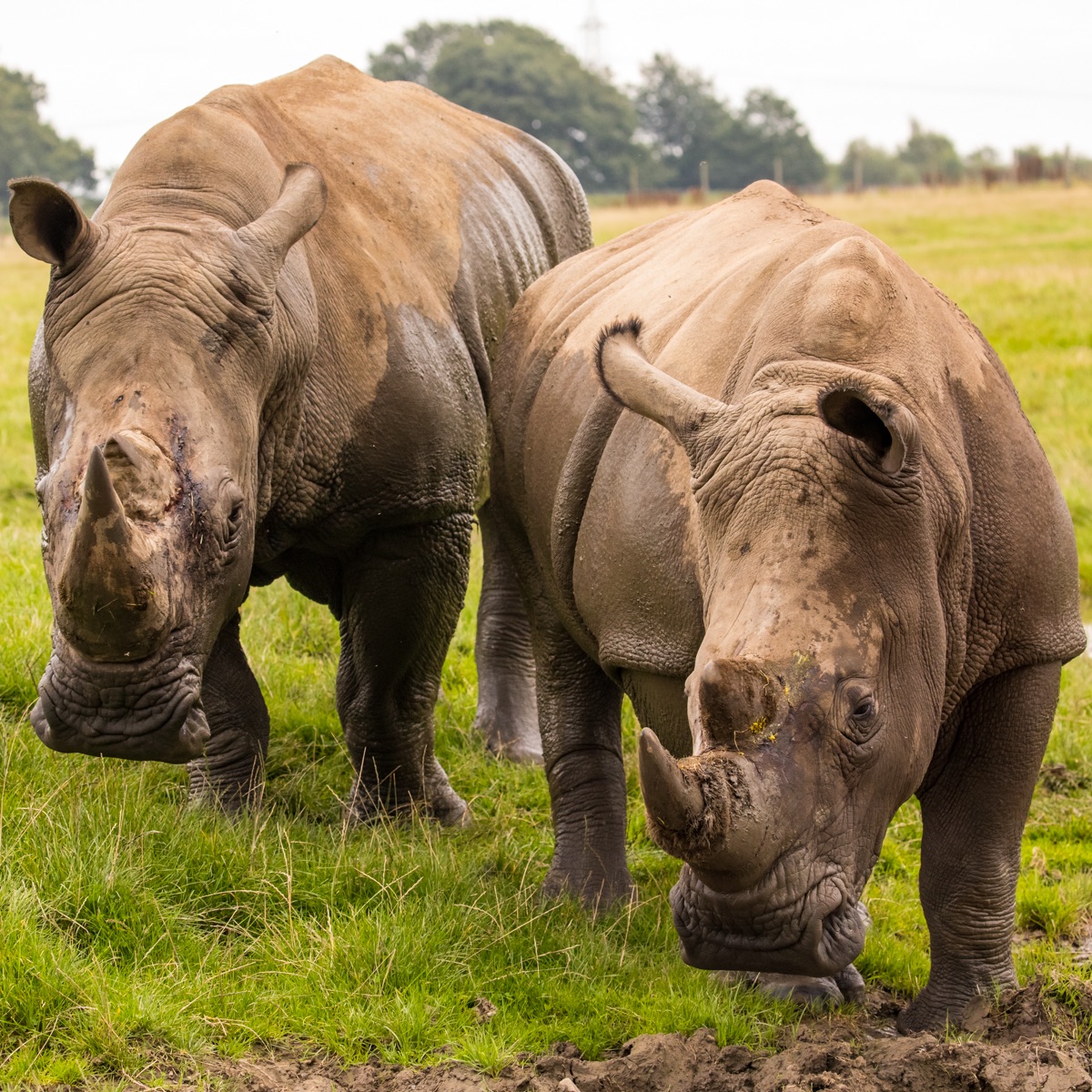 KnowsleySafari's tweet image. 🦏Saturday Night Animal Quiz 🦏

Can you name 3 types of rhino?

#lockdownquiz #quiznight