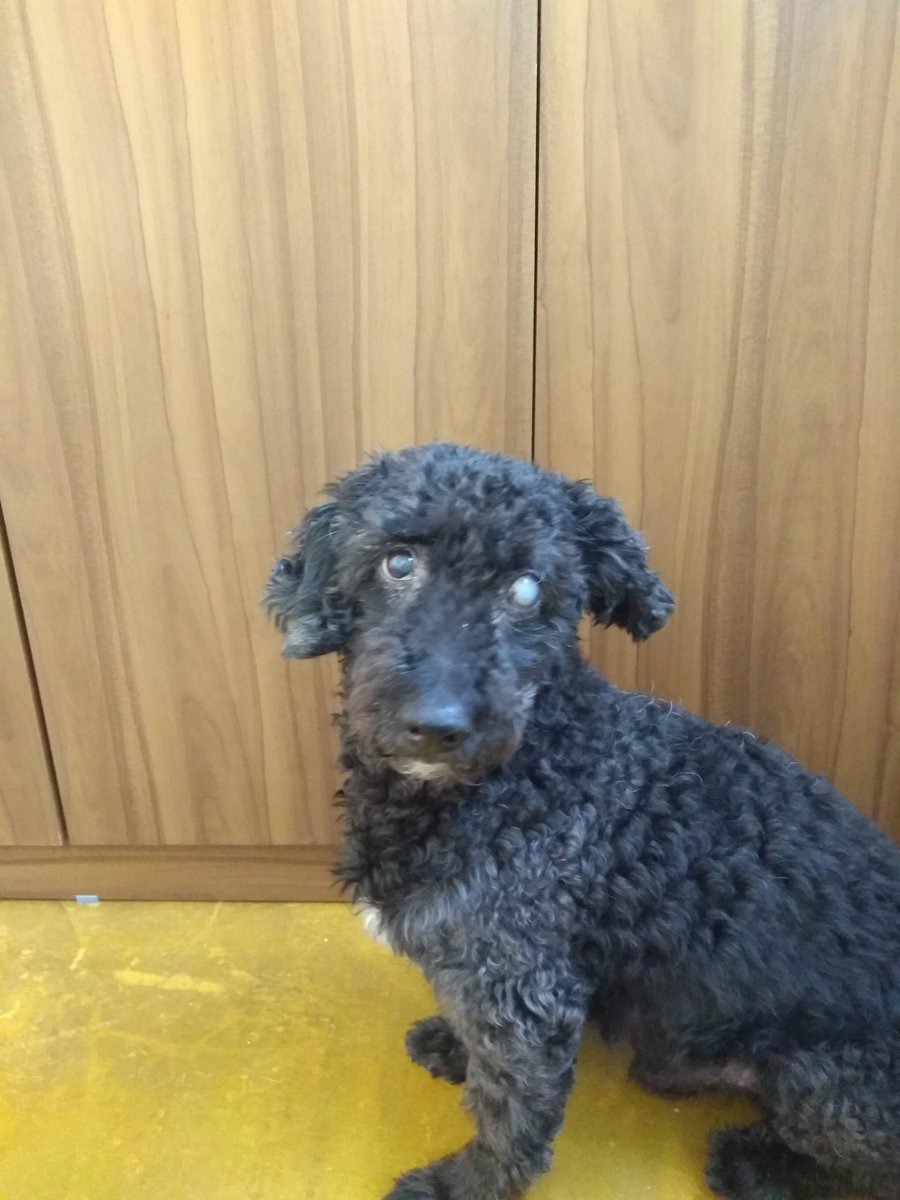 a_rsoares's tweet photo. Companheiro, amigo, filho de quatro patas !

🐕❤️🐶🐾 https://t.co/S5MrtwwNLX