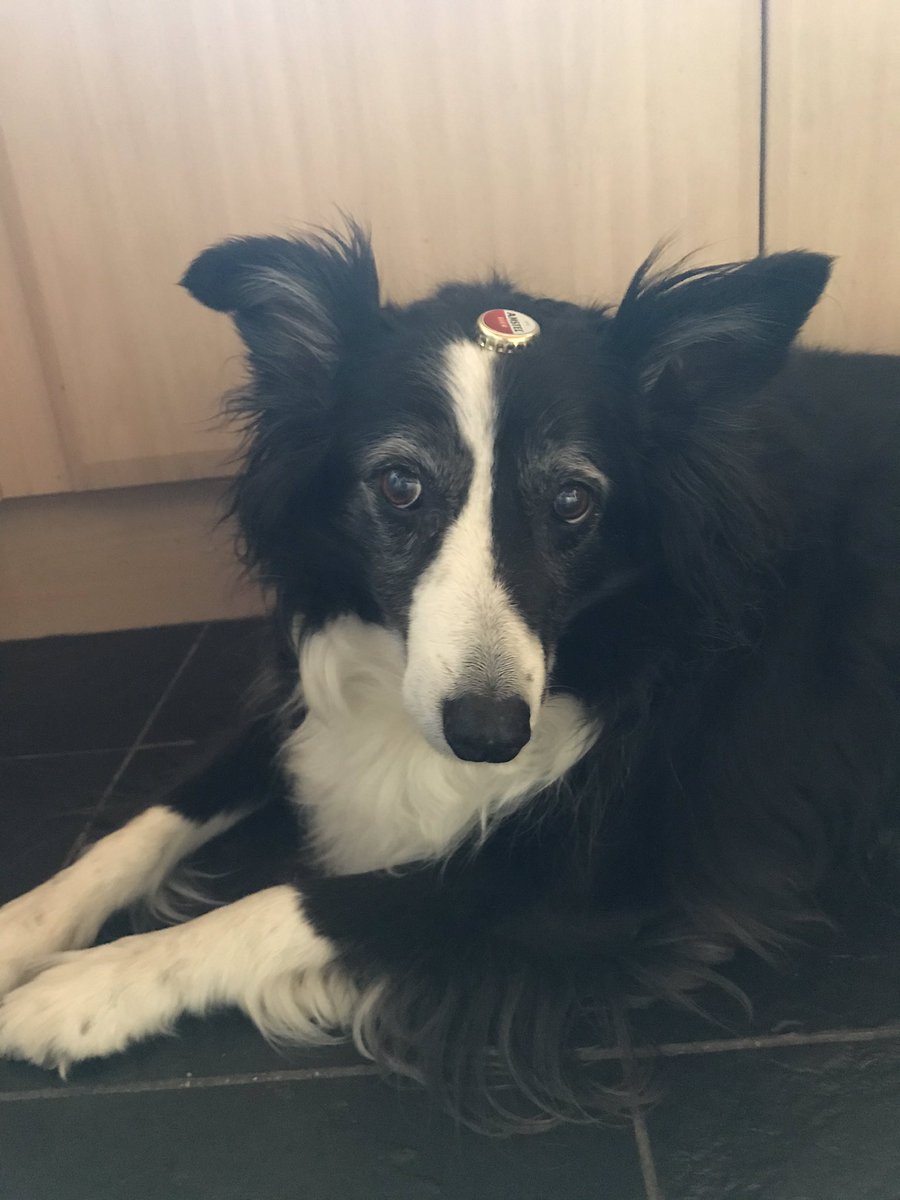 Ruby_thedog's tweet image. My new hat! Not loving it at all