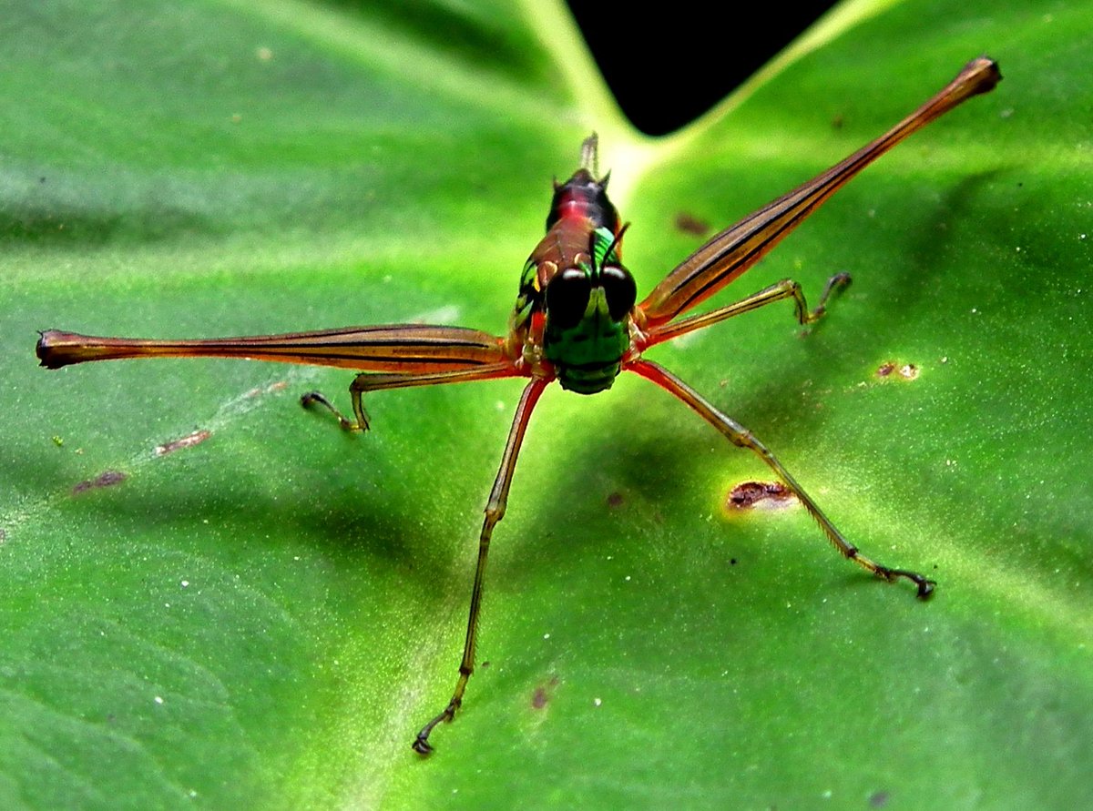trogontours's tweet photo. No words, just an image π
#TrogonToursπ
#insects #ignature #nature_lovers #insectpic #naturelovers #naturephotography #natureshots #naturetours #naturetravel #insectphotography #wildlifelovers #wildlifeofinstagram #wildlifeperfection #wildlifephotography #wildlifeseekers https://t.co/Fh48hfmMLs