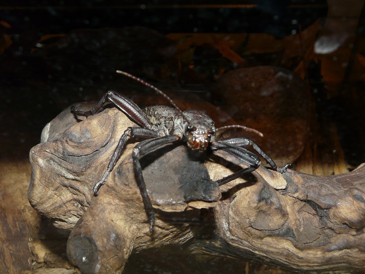 Leolupus's tweet photo. I heard it was #WorldInsectWeek, so have some #insects - giant spiny stick insect, Goliath beetle, spectre stick insects. #invertebrates https://t.co/fzCg3IZ1fe