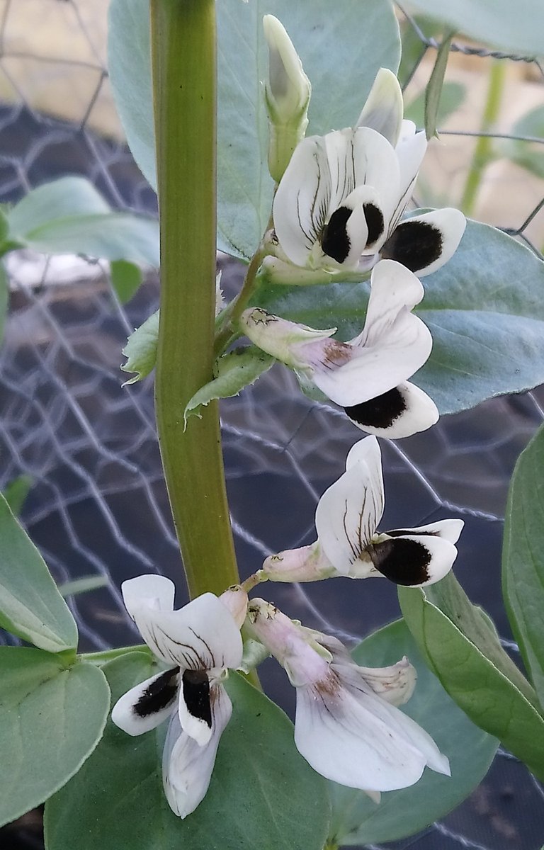 I love the Broad Beans flowers! 😁 The bees seem to agree and hopefully there will be a good crop of beans to follow. #flowers #happysolstice #sunshine #vegetables #garden #organic