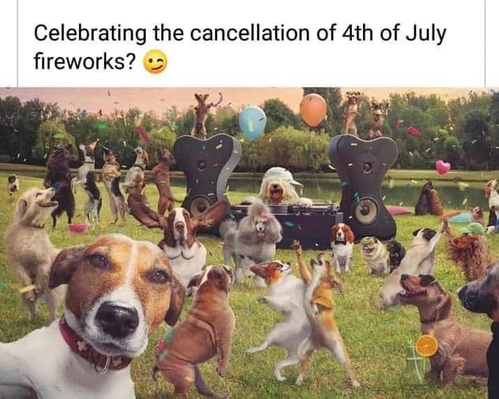 BarkBustersNJ's tweet photo. Oh the fireworks displays are cancelled? So sad says your dog! https://t.co/vMX4cXYDHH