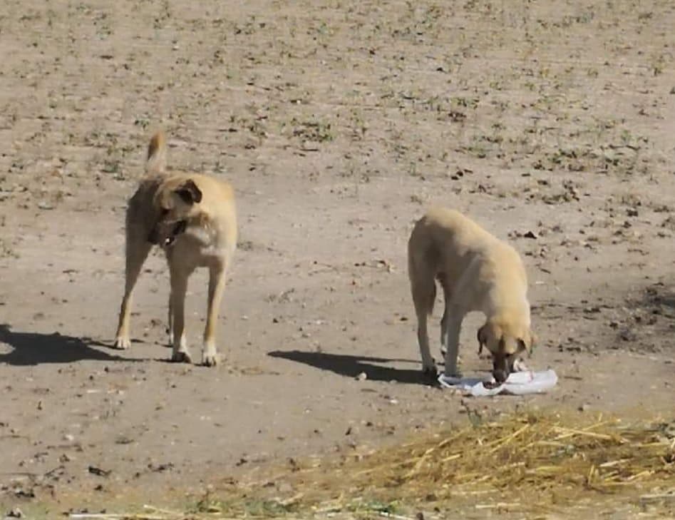 Nazmi Akçay (@nazmiakcay45) on Twitter photo Manisa Ülkü Ocakların başlattığı Sokaklarda Yaşayan Masum Hayvanlar için Mama Dağıtım Etkinliği tüm ilçelerimizde düzenli olarak devam ediyor. Saruhanlı Ülkü Ocakları olarak sokak hayvanlarını beslediler.#VarOlsunÜlküOcakları Manisa Ülkü Ocakların başlattığı Sokaklarda Yaşayan Masum Hayvanlar için Mama Dağıtım Etkinliği tüm ilçelerimizde düzenli olarak devam ediyor. Saruhanlı Ülkü Ocakları olarak sokak hayvanlarını beslediler.#VarOlsunÜlküOcakları
