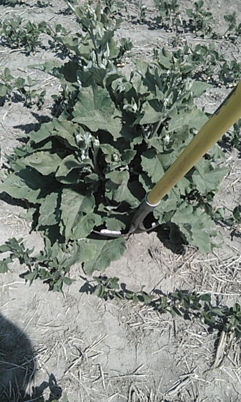Killing Burdock's in ip soybeans hate em