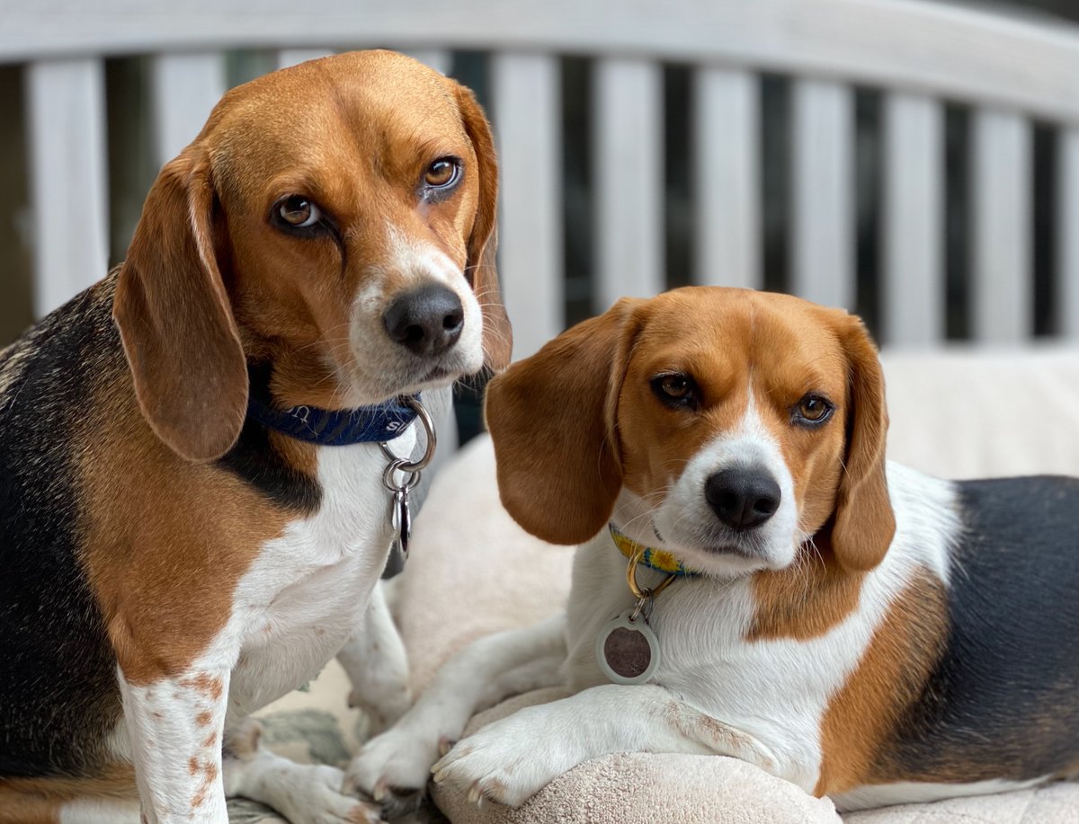 acmishra's tweet image. Happy Summer Solstice (today @ 2:43pm PDT)! The Earth is *farthest* from the Sun at this time of the year. It’s all about the ~23.5° tilt of Earth on its axis (the N. Hemisphere is facing the Sun more directly). The beagles are thrilled.
#summer #solstice #beagles #SummerSolstice