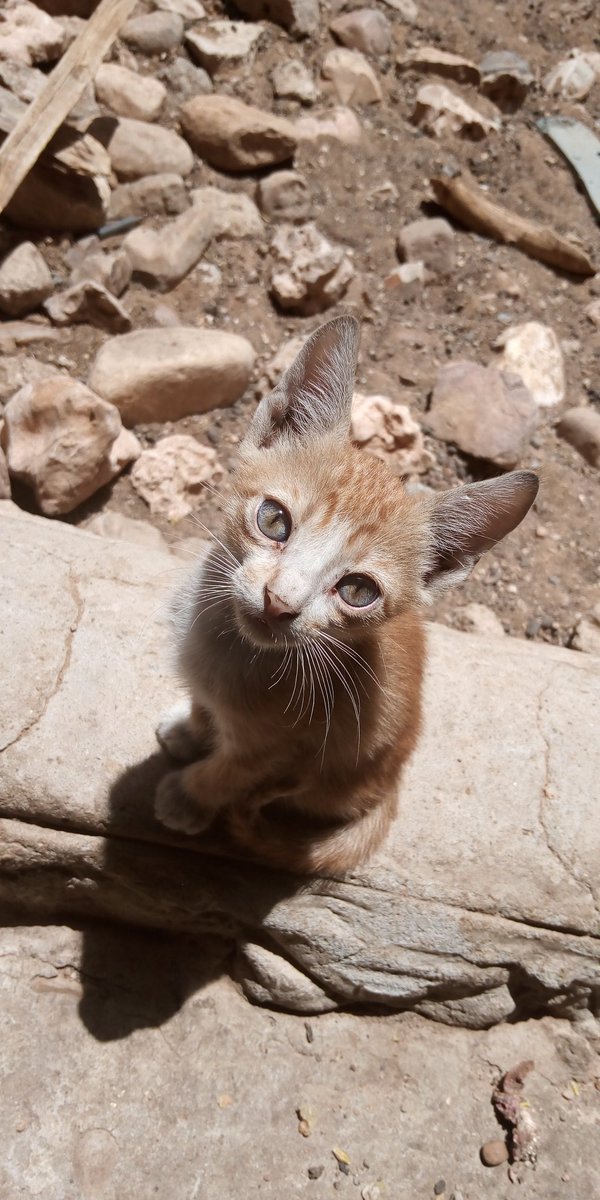 YATCHBANI's tweet image. #CatsOfTwitter