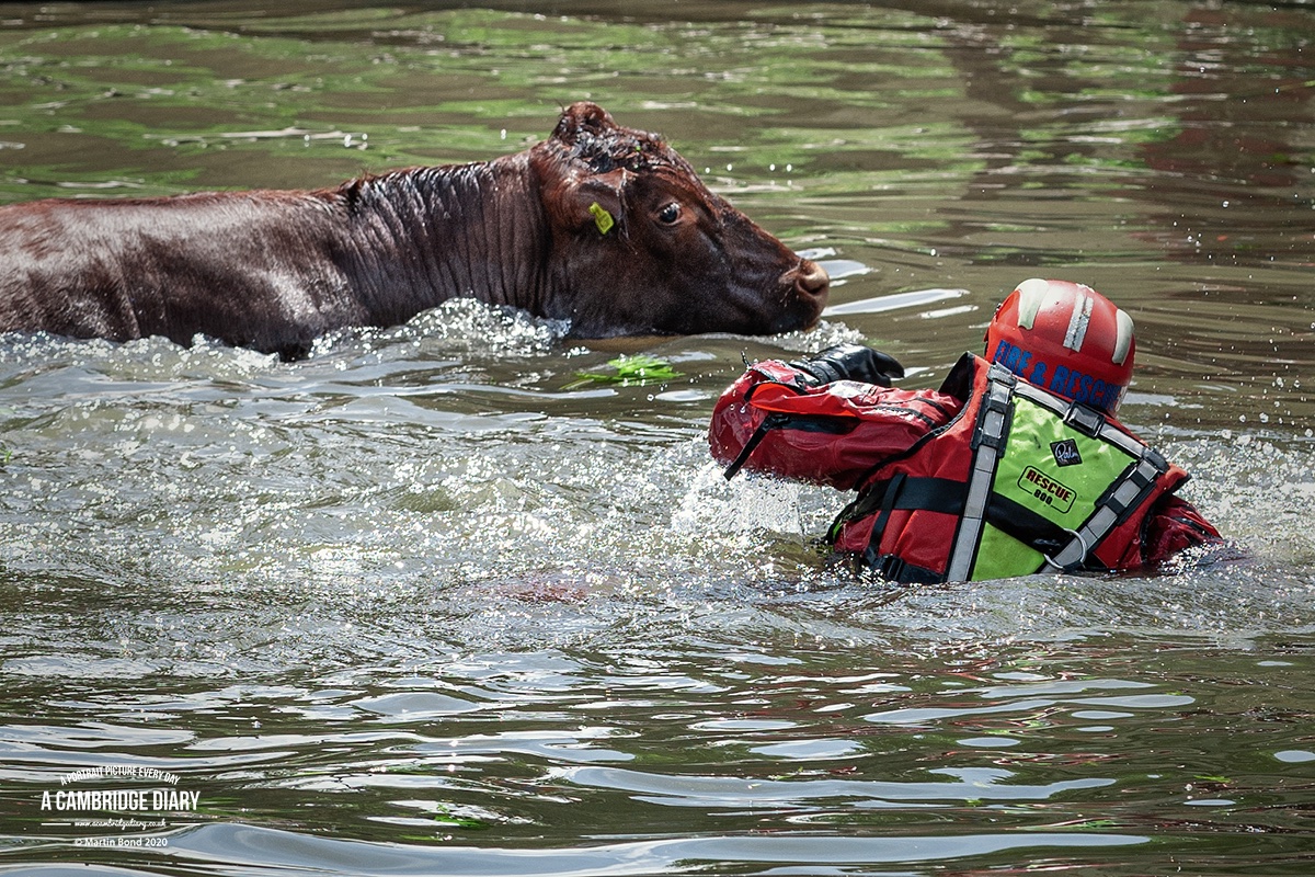 So, this afternoon one of the Red Poll Cows on Midsummer Common fell into the river. This happens every now and then and I think a price worth paying for the joy of their company every year and their obvious enjoyment of grazing on the open meadow / ...