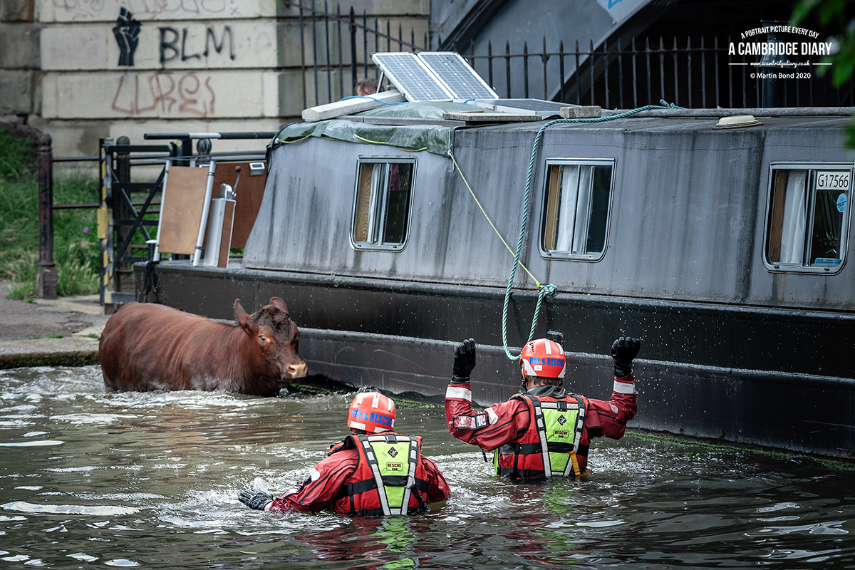 So, this afternoon one of the Red Poll Cows on Midsummer Common fell into the river. This happens every now and then and I think a price worth paying for the joy of their company every year and their obvious enjoyment of grazing on the open meadow / ...