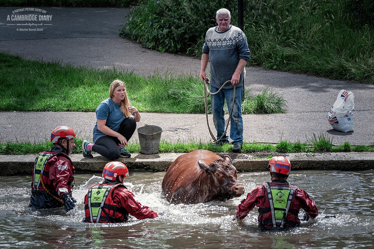 The poor thing spent quite some time paddling up and down the river resisting appeals by the owners and others to move to the shallow riverbank under Victoria Avenue Bridge where Cambridgeshire Fire & Rescue Service were waiting both in and out of the water / ...
