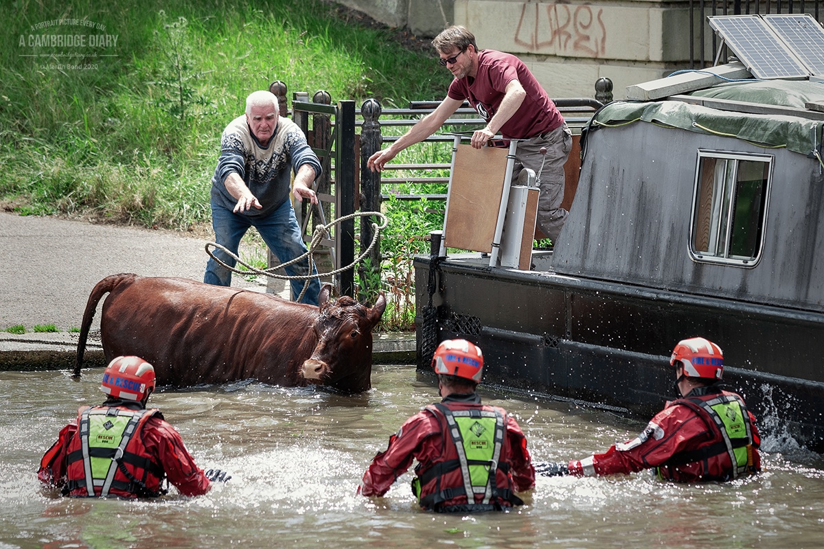 The poor thing spent quite some time paddling up and down the river resisting appeals by the owners and others to move to the shallow riverbank under Victoria Avenue Bridge where Cambridgeshire Fire & Rescue Service were waiting both in and out of the water / ...