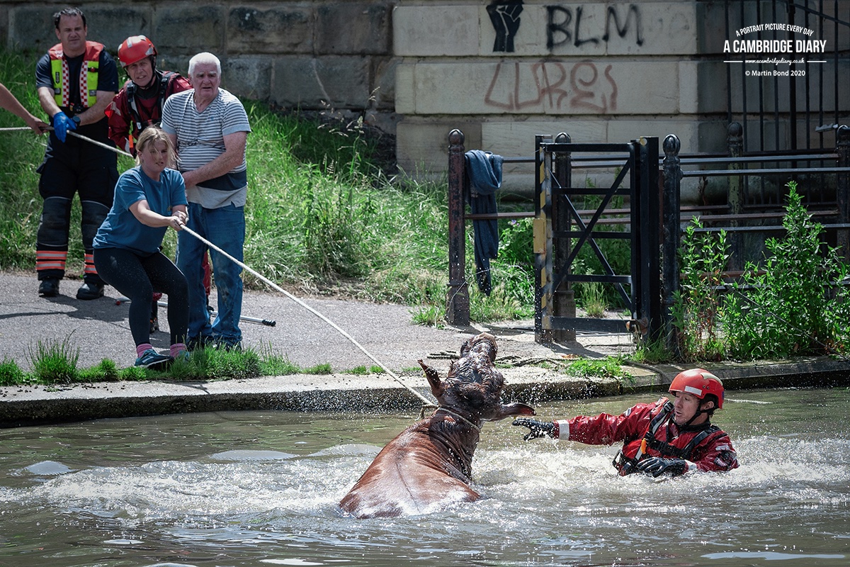 It was only with the assistance of friendly boaters who manoeuvred their vessels to block both ends of the river that they eventually were able to lasso the beast and pull her out / ...