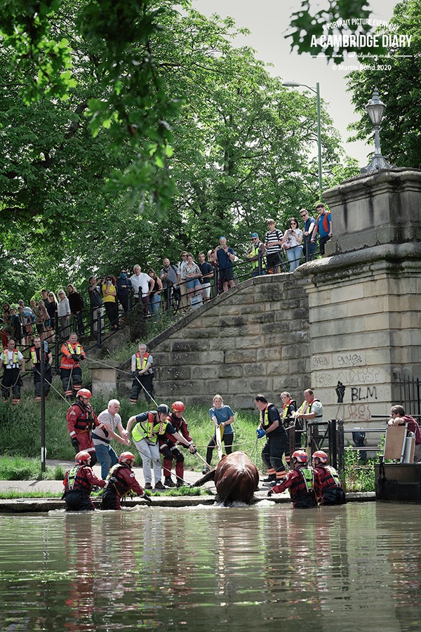 It was only with the assistance of friendly boaters who manoeuvred their vessels to block both ends of the river that they eventually were able to lasso the beast and pull her out / ...