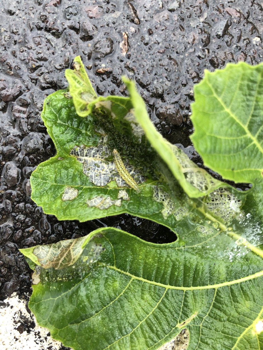 KitchenGardenW4's tweet photo. The culprits have been found! #caterpillar @BelmontSchoolW4 https://t.co/QslYxrvwqw