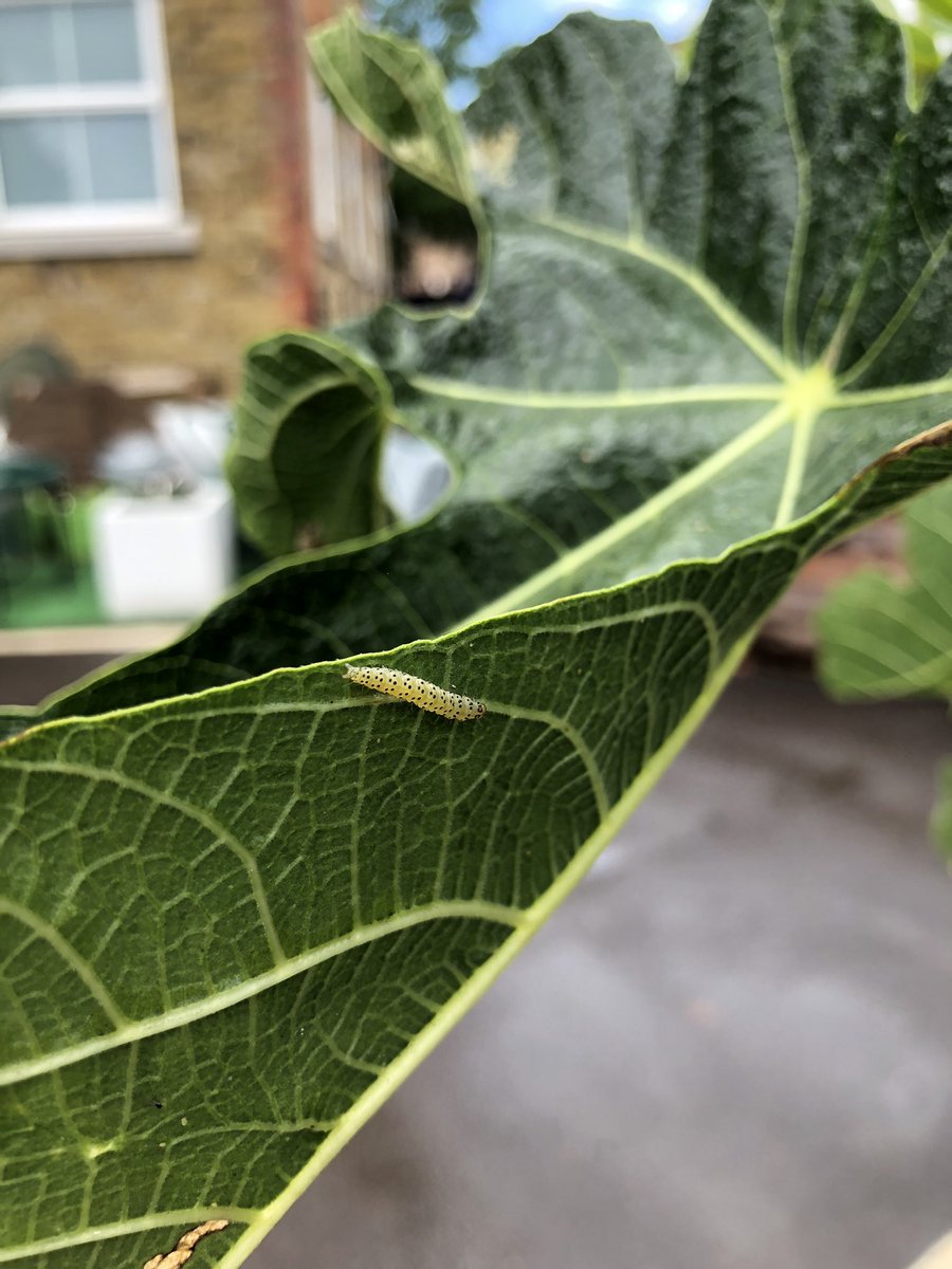 KitchenGardenW4's tweet photo. The culprits have been found! #caterpillar @BelmontSchoolW4 https://t.co/QslYxrvwqw