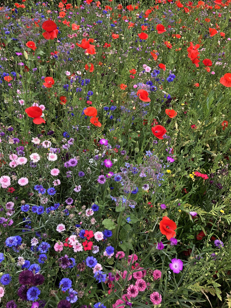 JessBiddle4's tweet photo. So great to be back at Hampton Court. The gardens are looking spectacular @HRP_palaces https://t.co/59hNuudUkB
