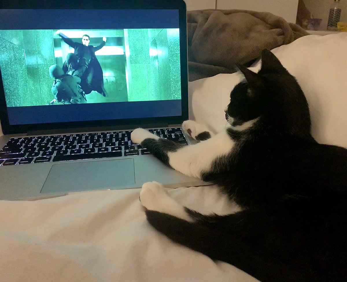 ___sirlance___'s tweet photo. lil #digicat is so into the matrix
#digibyte $dgb https://t.co/DVkPBL522l