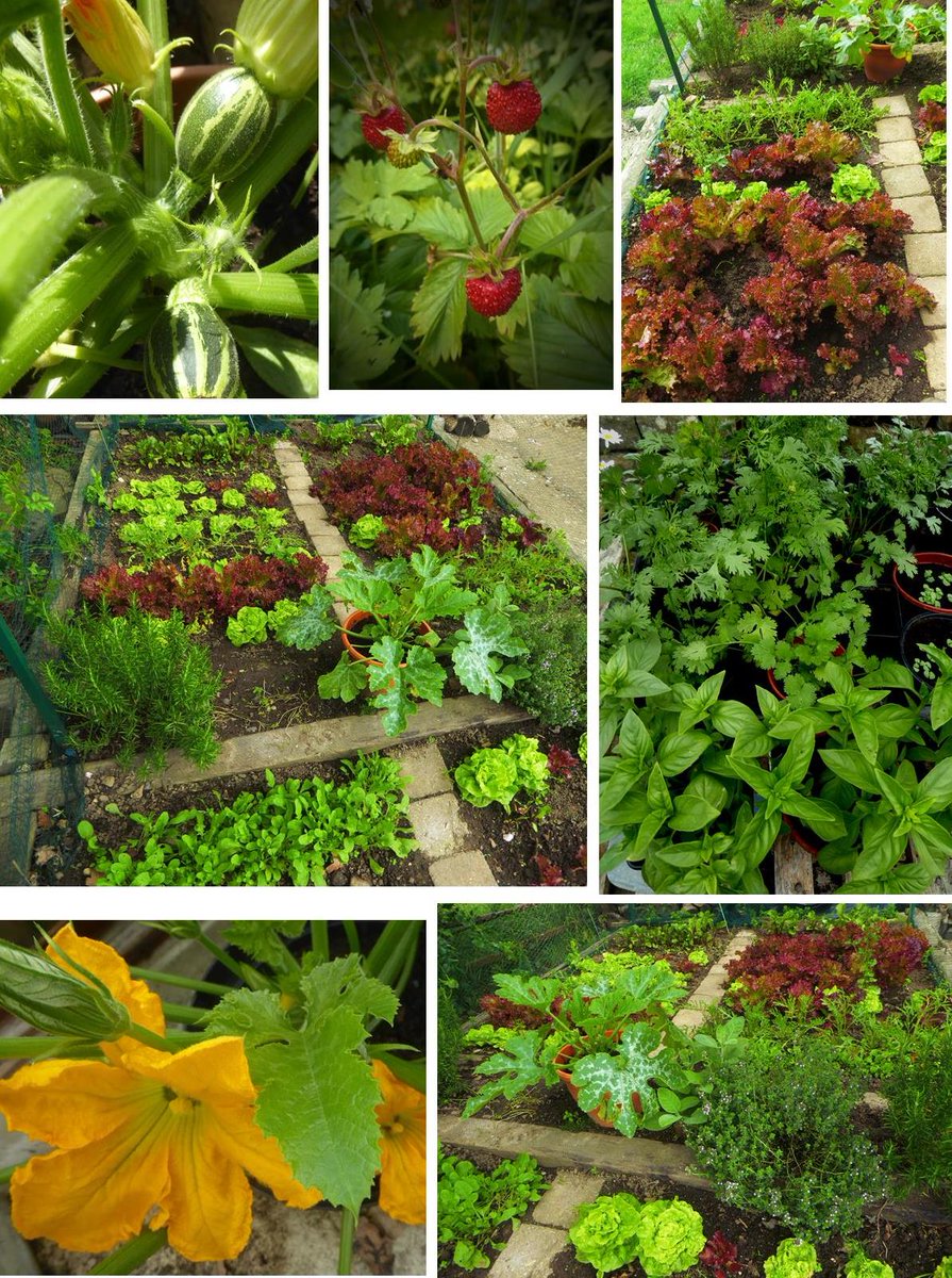 The rain stopped, the sun shone today, I didn't watch the news and I planted more seeds...Happy Solstice