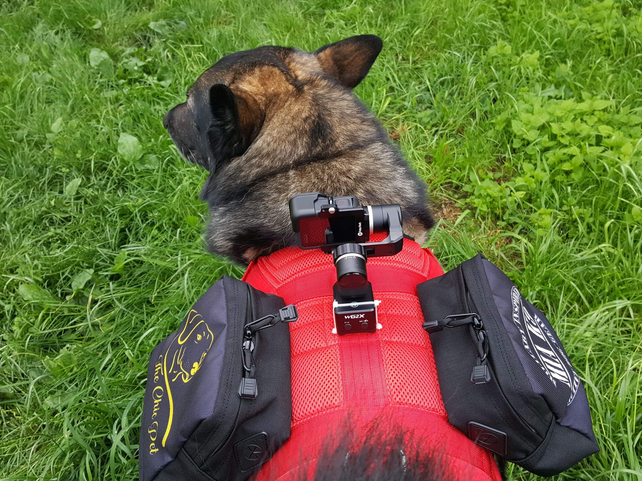 Mia k9 collar hot sale