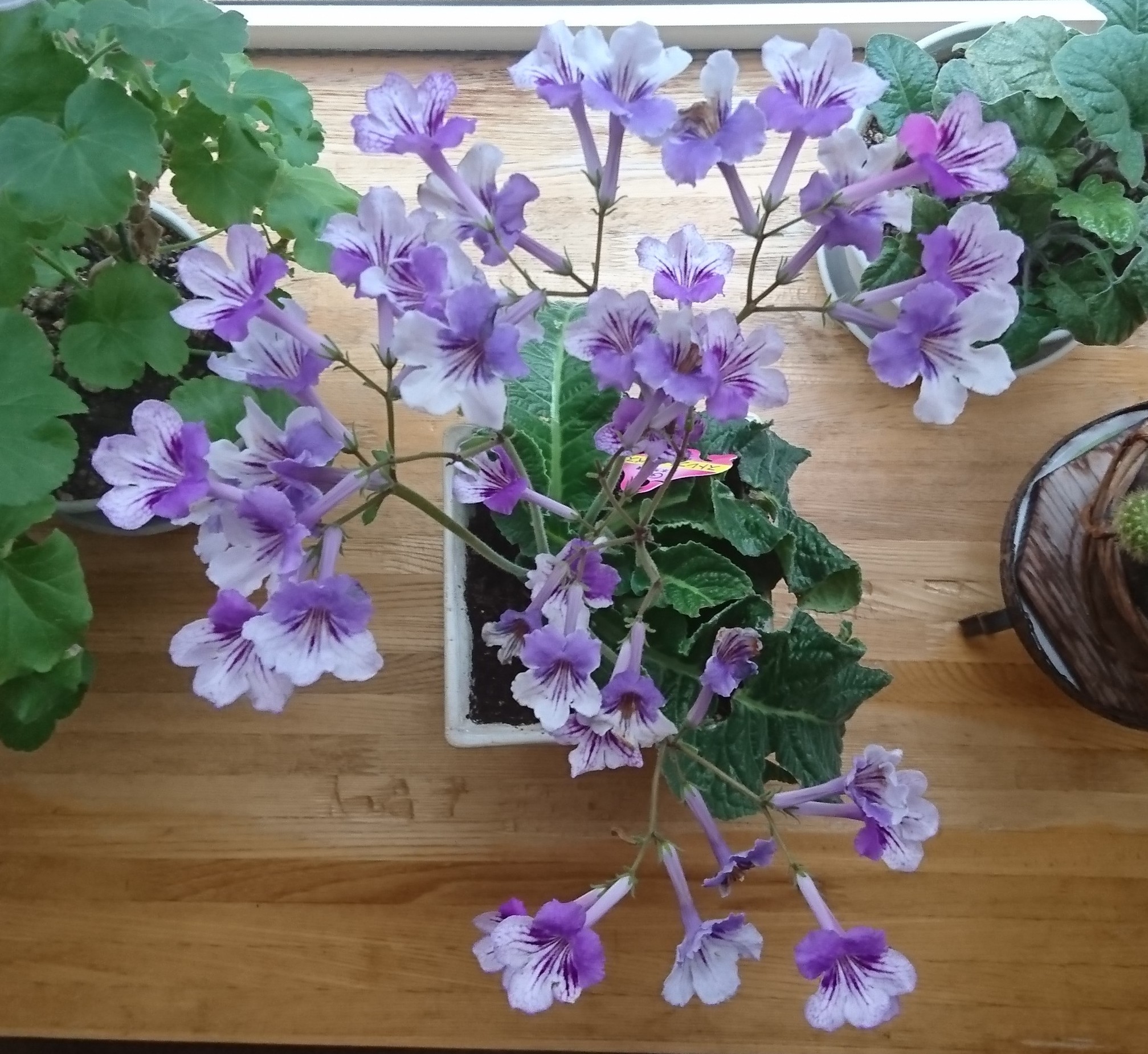 ストレプトカーパス Twitter Search Twitter