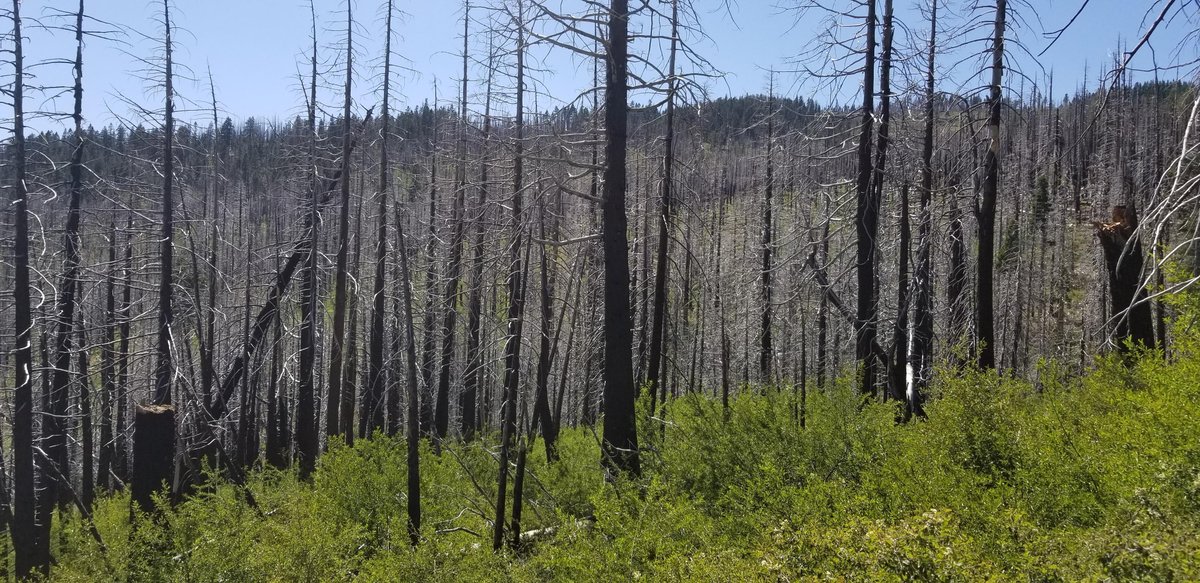 After years of hard work and learning, we finally have our forest health and water flux monitoring ready for science. #Foresthealth #ForestRestoration #Ecohydrology #fieldWorkDuringCovid19 @ucanrwater @ucanr