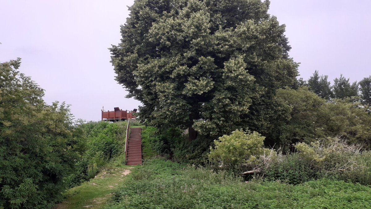 BoswachterAndy's tweet photo. De zoete weeïge geur van de lindebloesem geeft een extra dimensie aan deze magische plek #Genneperhuis #gennep https://t.co/EdxiiyZoWY