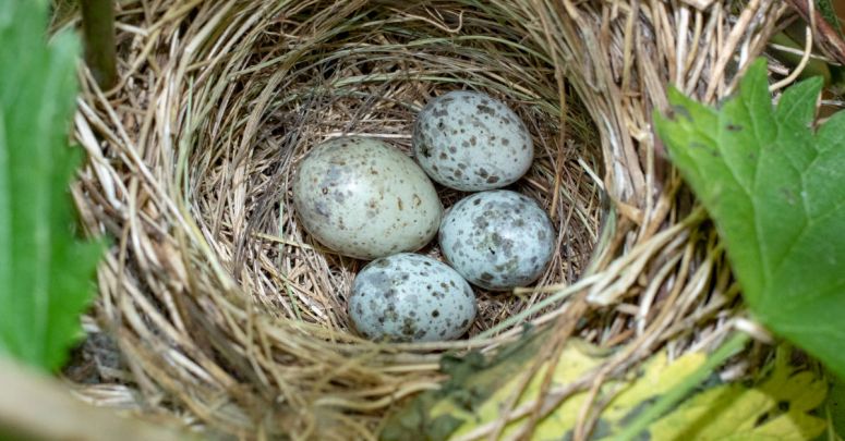 deb_infosec's tweet image. #Bundlore #adware brings a new nest of risks to Mac users: A new #SophosLabs report digs into the… dlvr.it/RYwFFl @RedSeal_co