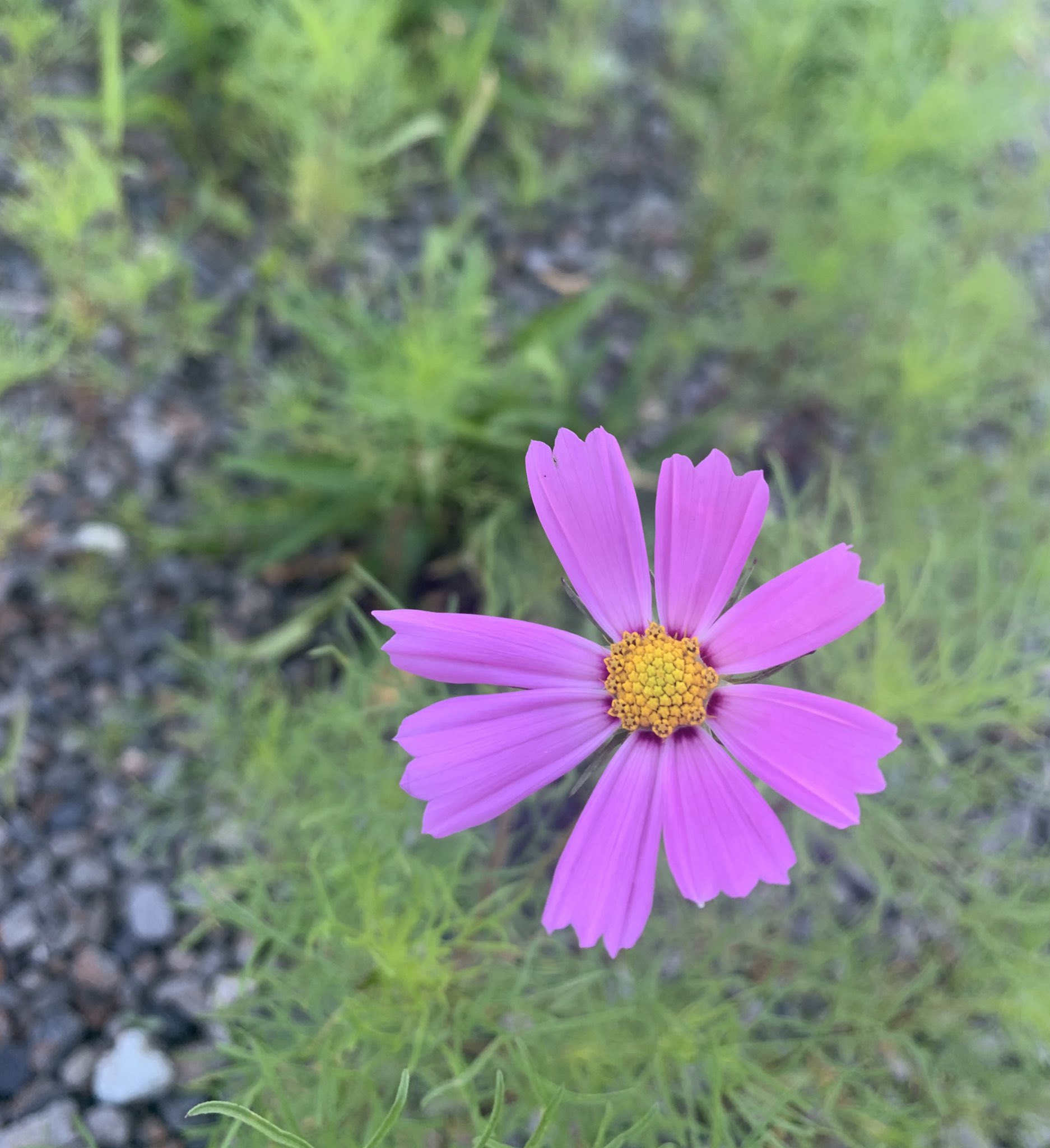 那須の長楽寺 早とちりコスモスさん おはようございます あなたの名前は秋桜ですよ T Co Mqv4qvqgvj Twitter 那須の長楽寺 早とちりコスモスさん おはようございます あなたの名前は秋桜ですよ T Co Mqv4qvqgvj Twitter