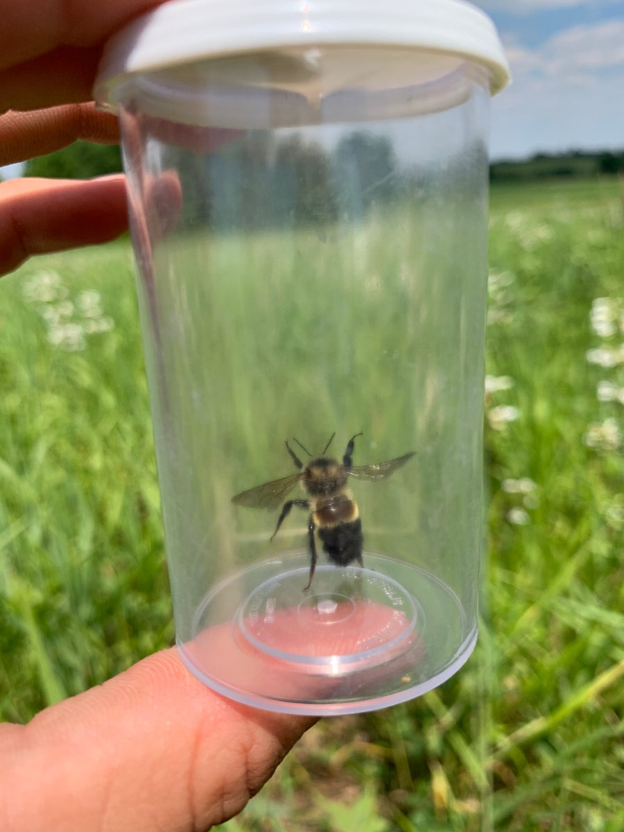 Bombus affinis (Rusty-patched Bumble Bee) briefly detained for positive ID in a 1.5 year old restored prairie <a href="/Nachusa/">Nachusa Grasslands</a> today!!! Only 4 days in to a summer of bumble bee surveys! So excited to start getting an idea for how widespread this species is in the preserve. <a href="/larval_yeti/">Sean Griffin</a>