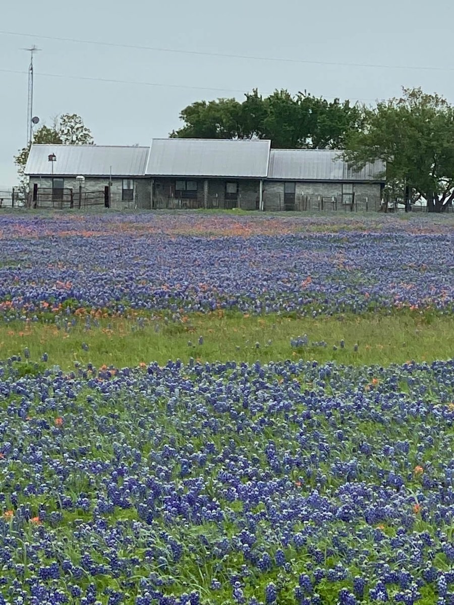 _TravelTop2's tweet photo. "No place but Texas would I ever roam. No place but Texas, my home, sweet home." - Willie Nelson 

Small towns of Texas on https://t.co/Jm2ULnVjs0 #travel #texas #smalltowns #willienelson #home https://t.co/SD22HlXrwY