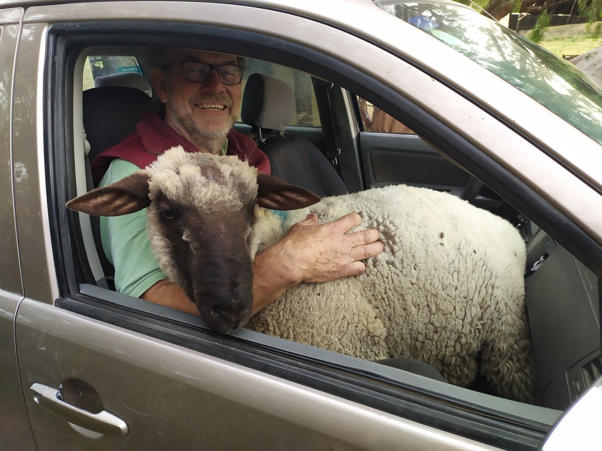 DietrichFM's tweet photo. 🚙🐑Cómo ya iban 7 #ovejas en la caja, mi padre decidió llevar nada más y nada menos al #carnero a upa en la camioneta..🤣🤣🐏💪
#sheeps #father #transporte #uberrural #acalambrados #Uruguay https://t.co/iB2emCNWB0