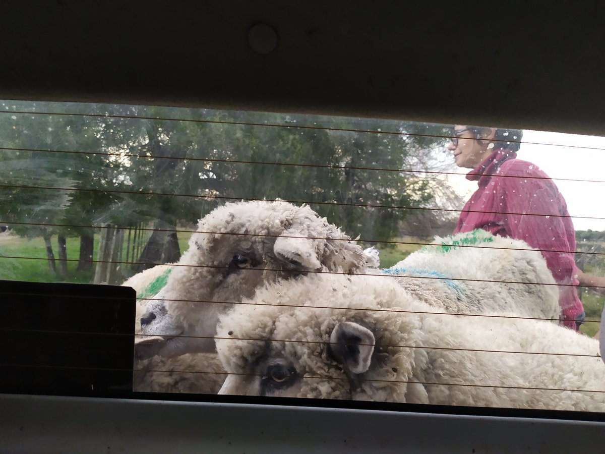 DietrichFM's tweet photo. 🚙🐑Cómo ya iban 7 #ovejas en la caja, mi padre decidió llevar nada más y nada menos al #carnero a upa en la camioneta..🤣🤣🐏💪
#sheeps #father #transporte #uberrural #acalambrados #Uruguay https://t.co/iB2emCNWB0