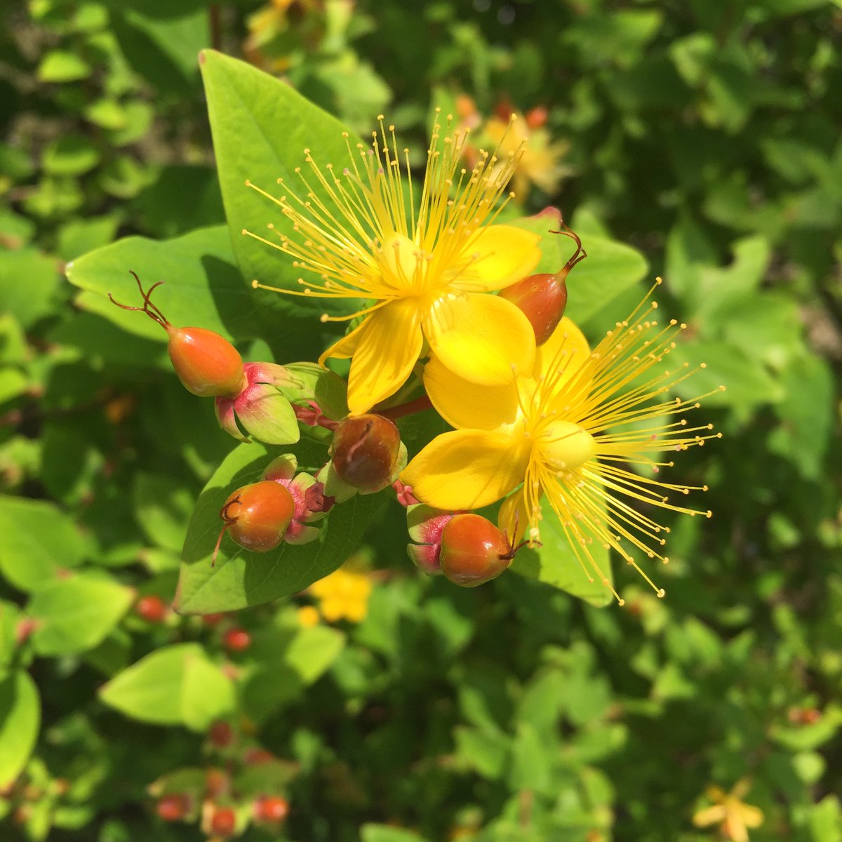 ট ইট র コボウズオトギリ হ য শট য গ